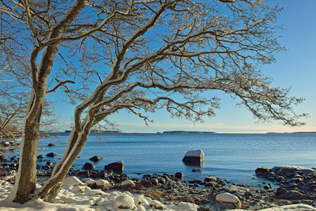 Trees on a sunny day at seashore on a cold winter day, Uutela, Helsinki, Finland.の写真素材