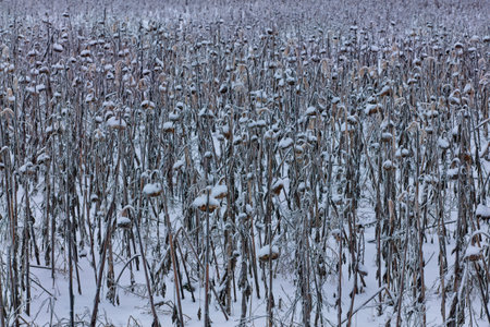 Closeup of snow frosted sunflowers in field during winter, Perttula, NurmijÃ¤rvi, Finland.の写真素材