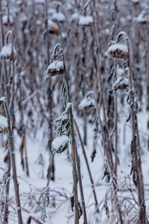 Closeup of snow frosted sunflowers in field during winter, Perttula, NurmijÃ¤rvi, Finland.の写真素材