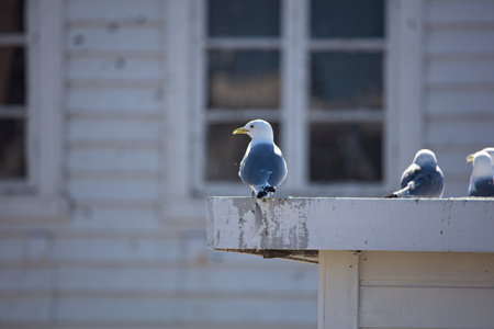 Common gulls (larus canus) standing on building roof in summer, BerlevÃ¥g, Norway.