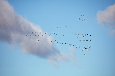 Flock of  Barnacle geese (Branta leucopsis) flying  in a blue sky migrating on a autumn day.の写真素材