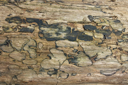Closeup of weathered old tree trunk background texture.