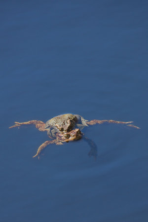 Closeup of Common toads or European toads (bufo bufo) coupling on the surface of a pond in spring,...