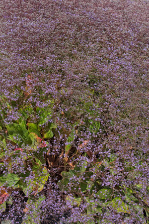 Closeup of limonium platyphyllum, the broad-leaved statice, or floristÂ´s sea lavender, is a...
