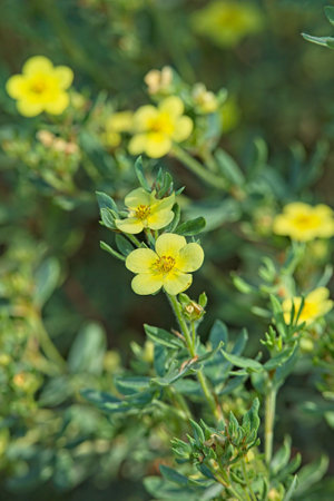 Closeup of dasiphora fruticosa  `mÃ¥nelys` is a species of hardy deciduous flowering shrub.の写真素材