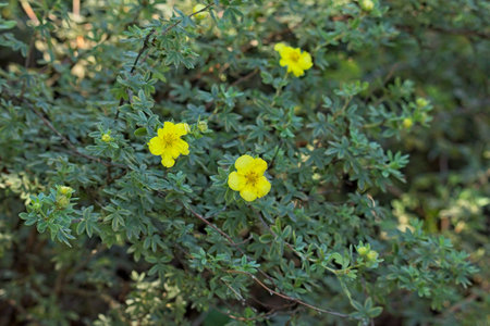 Closeup of dasiphora fruticosa  `princessÂ´ is a species of hardy deciduous flowering shrub.の写真素材