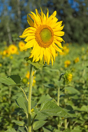 Closeup of helianthus annuus, also known as common sunflower, is a species of large annual forb of the daisy family asteraceae.の写真素材