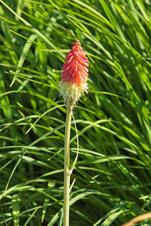 Closeup of kniphofia pumila which is a broadleaf evergreen perennial bulb/corm/tuber.の写真素材