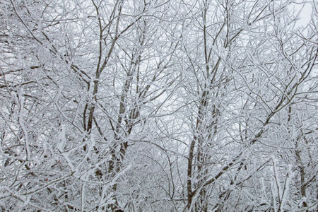 Leafless branches of trees against cloudy sky in winter.の写真素材