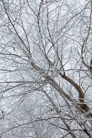 Leafless branches of trees against cloudy sky in winter.の写真素材