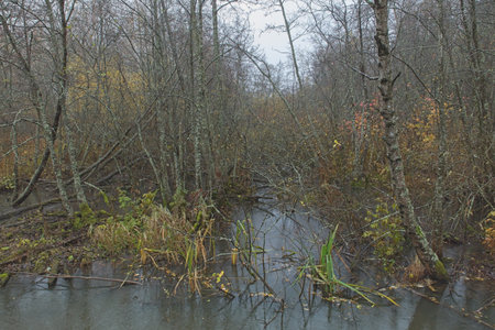 Stream flooding at MÃ¤tÃ¤ojalaakso valley in autumn, Vantaa, Finland.の写真素材