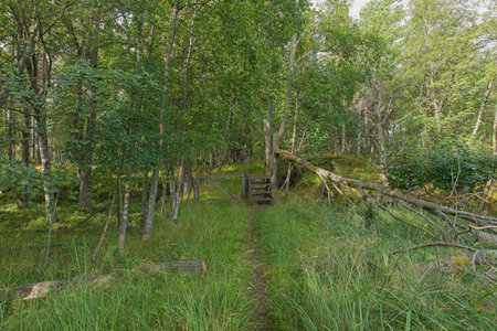 Fence with gate and wooden stairs to get over to the other side in summer.の写真素材