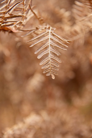 Closeup of dried up ferns in autumn forest.