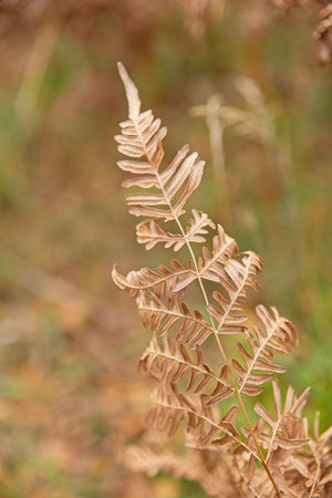 Closeup of dried up ferns in autumn forest.の写真素材