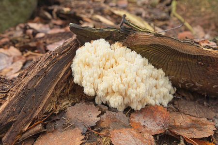 Closeup of edible mushroom coral tooth fungus (hericium coralloides) growing on fallen tree branch...