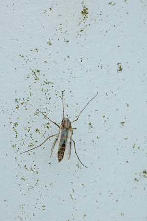 Detailed closeup of flying insect on a wall.