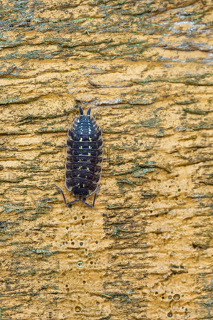 Detailed closeup of crawling common shiny woodlouse (Oniscus asellus) on a piece of wood in forest.の写真素材