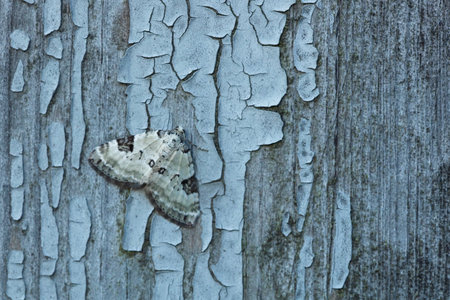 Closeup of Mottled Gray Carpet moth on wall, early in morning.の写真素材