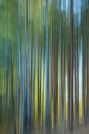 Intentional camera movement (ICM) image of a dream like background of trees in forest created by...