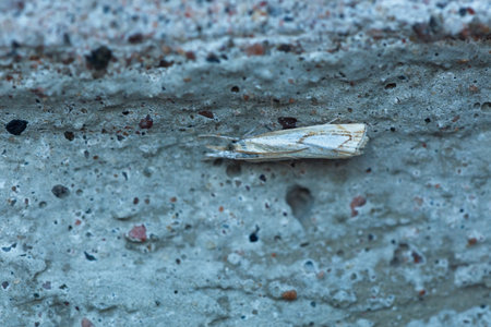 Closeup of moth on wall, early in morning.の写真素材