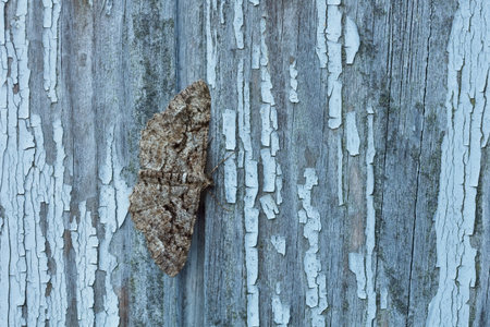 Closeup of moth on wall, early in morning.の写真素材