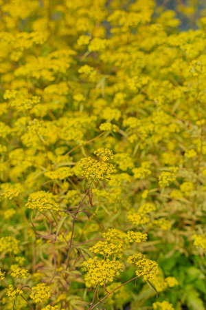 Closeup of flowers of Patrinia heterophylis. Native to Mongolia and China.