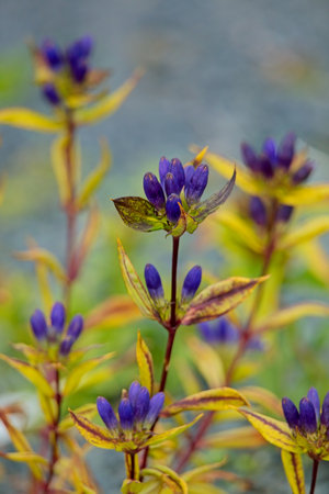 Closeup of Gentiana clausa, one of several plants with the common name "bottle gentian", is a flowering plant in the Gentianaceae family.の写真素材
