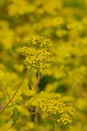 Closeup of flowers of Patrinia heterophylis. Native to Mongolia and China.の写真素材