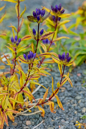 Closeup of Gentiana clausa, one of several plants with the common name "bottle gentian", is a flowering plant in the Gentianaceae family.の写真素材