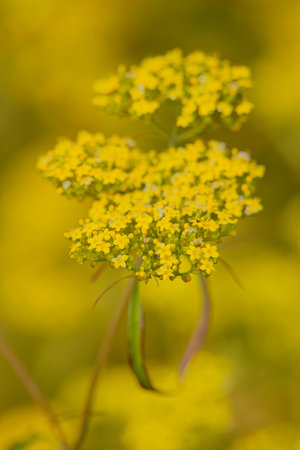 Closeup of flowers of Patrinia heterophylis. Native to Mongolia and China.の写真素材