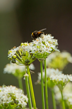 Hylotelephium telephium, known as orpine, livelong, frog's-stomach, harping Johnny and witch's moneybags, is a succulent perennial groundcover of the family Crassulaceae native toの写真素材