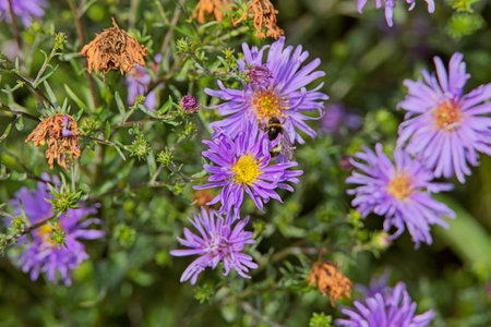 Closeup of Symphyotrichum novi-belgii, also known as New York aster, is a species of flowering plant.の写真素材
