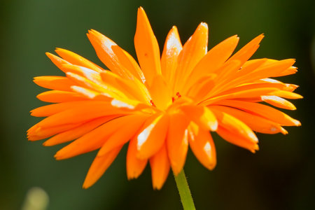 Closeup of Calendula officinalis, the pot marigold, common marigold, ruddles, Mary's gold or Scotch marigold, is a flowering plant in the daisy family Asteraceae.の写真素材