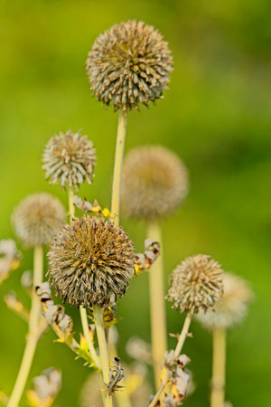 Closeup of Echinops exaltatus, the Russian globe thistle or tall globethistle, is European species...