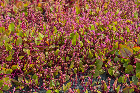 Basella alba is an edible perennial vine in the family Basellaceae. It is found in tropical Asia and Africa.の写真素材