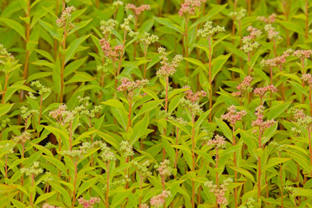 Close-up of penthorum sedoides, known by the common name ditch stonecrop, is a perennial forb native...
