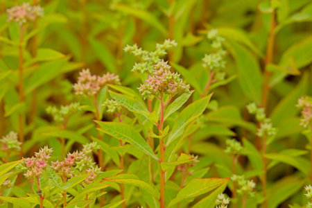 Close-up of penthorum sedoides, known by the common name ditch stonecrop, is a perennial forb native...