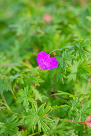 Close-up of Geranium sanguineum, common names bloody crane's-bill or bloody geranium, is a species of hardy flowering herbaceous perennial plant in the cranesbill family Geraniaceaの写真素材