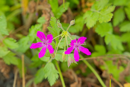 Close-up of Erodium manescavi, called the garden stork's-bill, Manescau storksbill, Manescau...