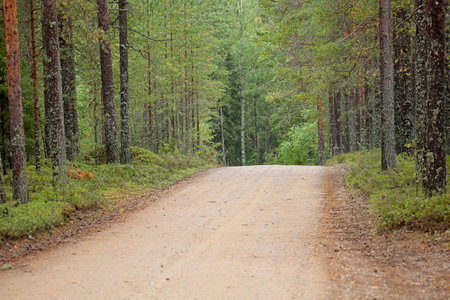 Gravel road going through forest on summer day, Seitseminen National Park, Finland, Europe.の写真素材