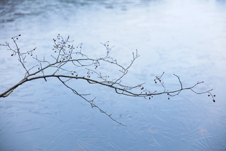 Leafless branch over frozen lake in autumn, Paijanne, Finland, Europe.の写真素材