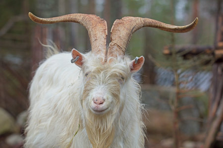 Close-up of a white goat with long horns, ÃhtÃ¤ri, Finland, Europe.の写真素材