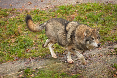 Gray wolf (canis lupus) on top of rock in forest.