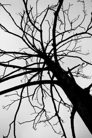 Black and white of a tree canopy, taken directly from below in autumn. This perspective effectively...