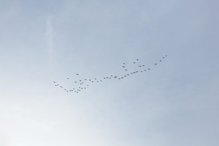 Flock of birds flying during migration high in cloudy sky, Meiko Nature Reserve, Finland, Europe.