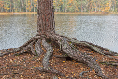 Exposed roots and trunk base of a pine tree, with leaves on the ground in autumn, Finland, Europe.