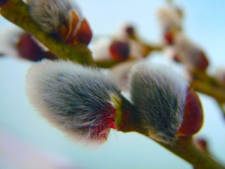 Springtimeの写真素材