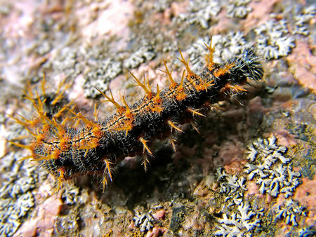 Direfulの写真素材