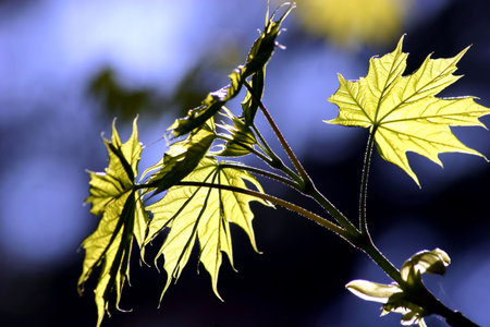 maple