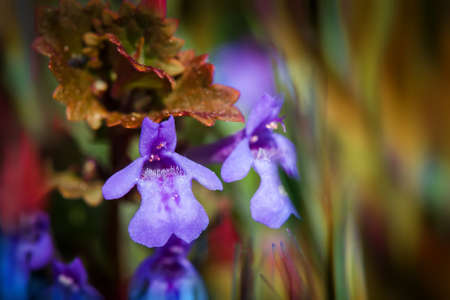 flower backgroundの写真素材